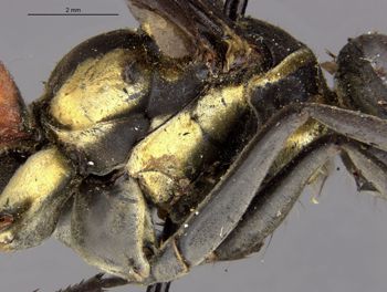 Media type: image;   Entomology 27137 Aspect: thorax lateral